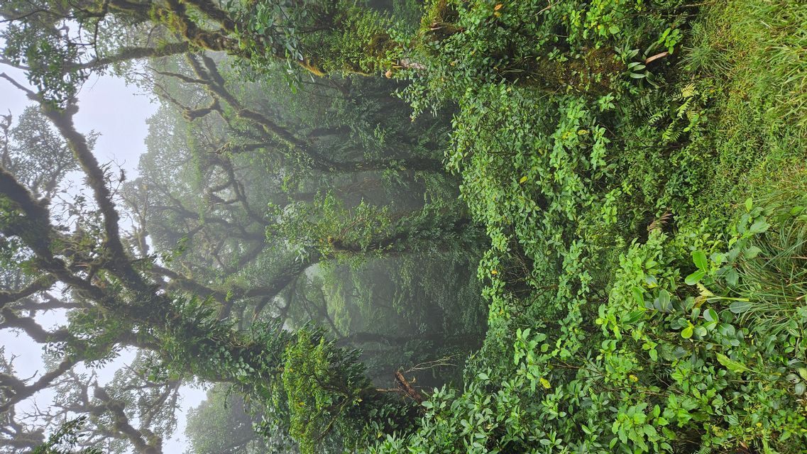 Knorrige, moosbewachsene Bäume stehen in einem dichten, üppigen Dschungel, eingehüllt in dichten Nebel.