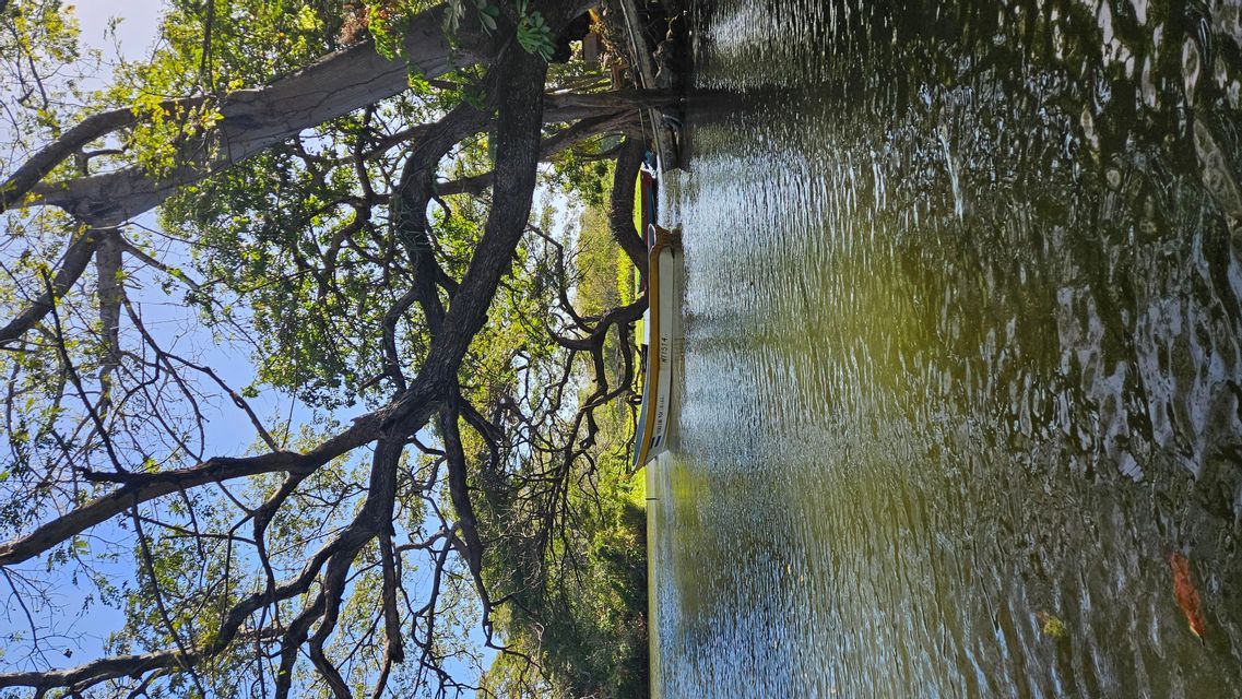 Ein gelbes Kanu ist an einem sonnigen Tag an einem Flussufer unter den ausladenden Ästen eines großen, belaubten Baumes vertäut.
