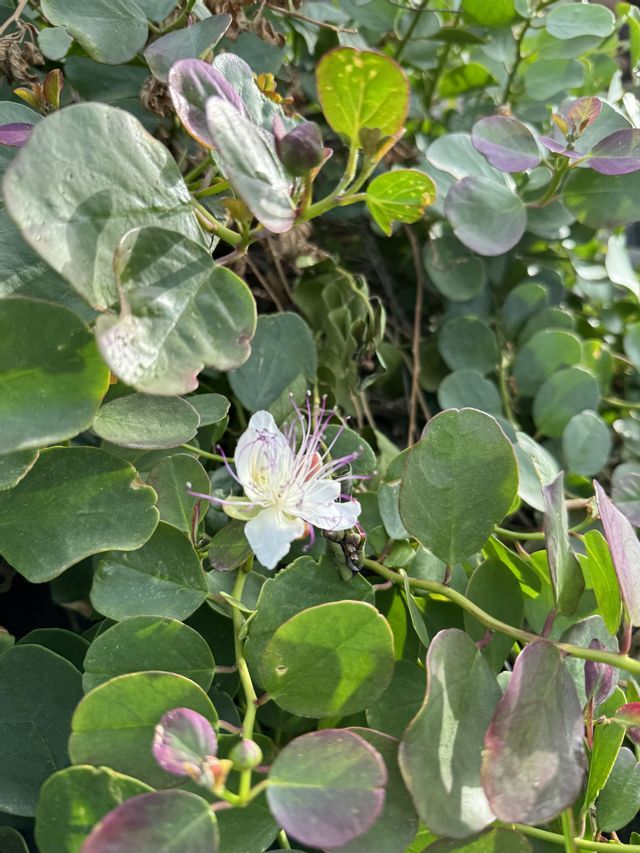 Un primo piano di un fiore di cappero bianco con lunghi stami viola che sboccia tra un cespuglio di foglie verdi e rotonde.