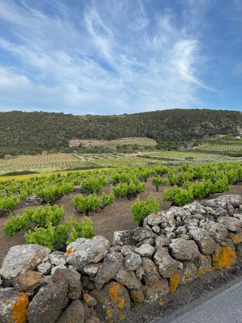 Un muretto a secco delimita un vigneto con filari di viti verdi su una collina terrazzata, sotto un cielo azzurro con nuvole leggere.