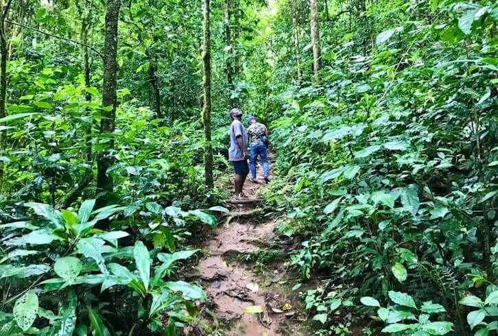 I membri di un viaggio di gruppo WeRoad fanno un'escursione su un sentiero fangoso attraverso una giungla rigogliosa e verde, circondata da una fitta vegetazione.