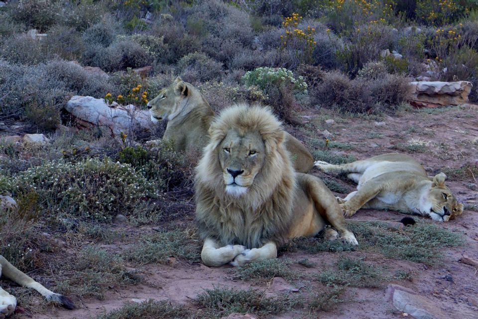 Un lion mâle à la crinière majestueuse est assis avec deux lionnes qui se reposent sur un sol poussiéreux, entouré de buissons bas et verts.