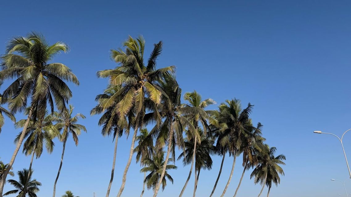 Un gruppo di alte palme con tronchi sottili e fronde verdi che si ergono verso un cielo limpido e azzurro intenso.
