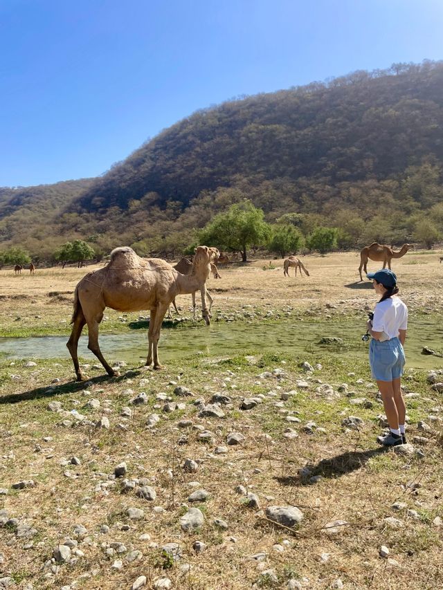 Una donna osserva diversi cammelli che pascolano in una valle verde vicino a un ruscello in una giornata di sole.