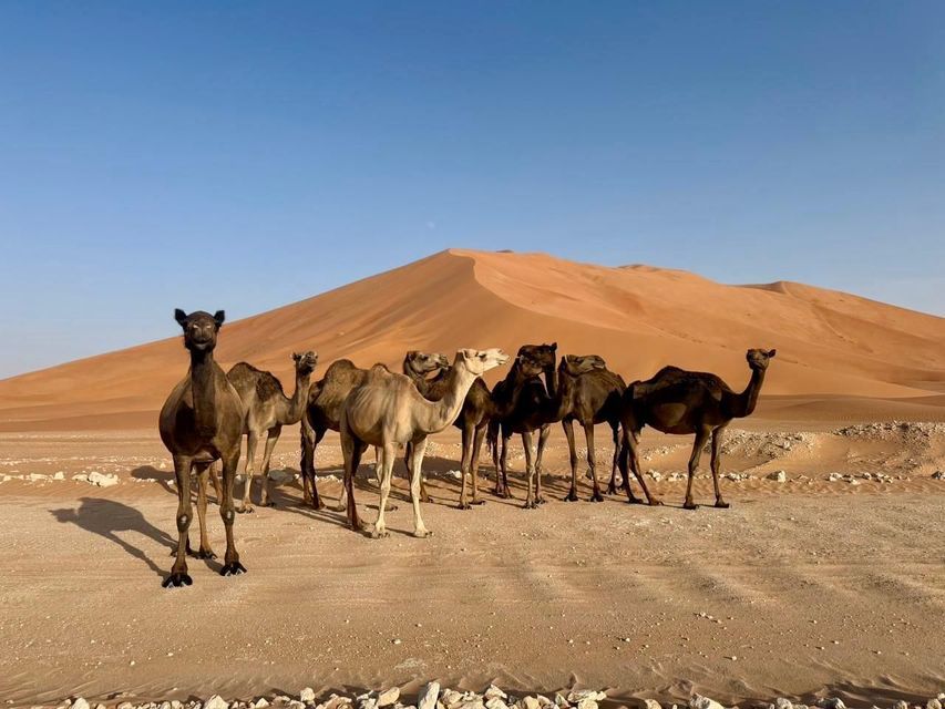 Un gruppo di cammelli si staglia nel deserto davanti a un'ampia duna di sabbia arancione sotto un cielo azzurro e sereno.