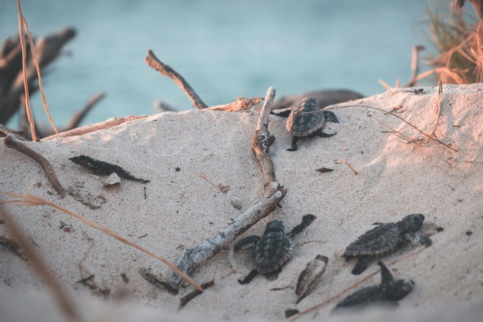 Un gruppo di piccole tartarughe marine striscia su una duna di sabbia in spiaggia, dirigendosi verso l'acqua.