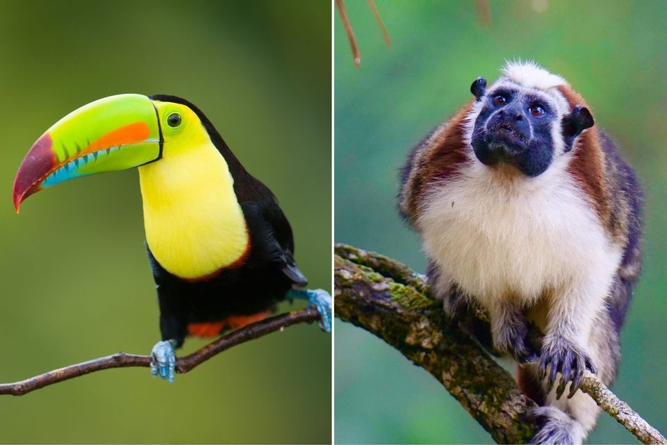 Zweigeteiltes Bild: Links ein Tukan mit farbenprächtigem Schnabel, rechts ein Tamarin-Affe, beide auf Ästen.