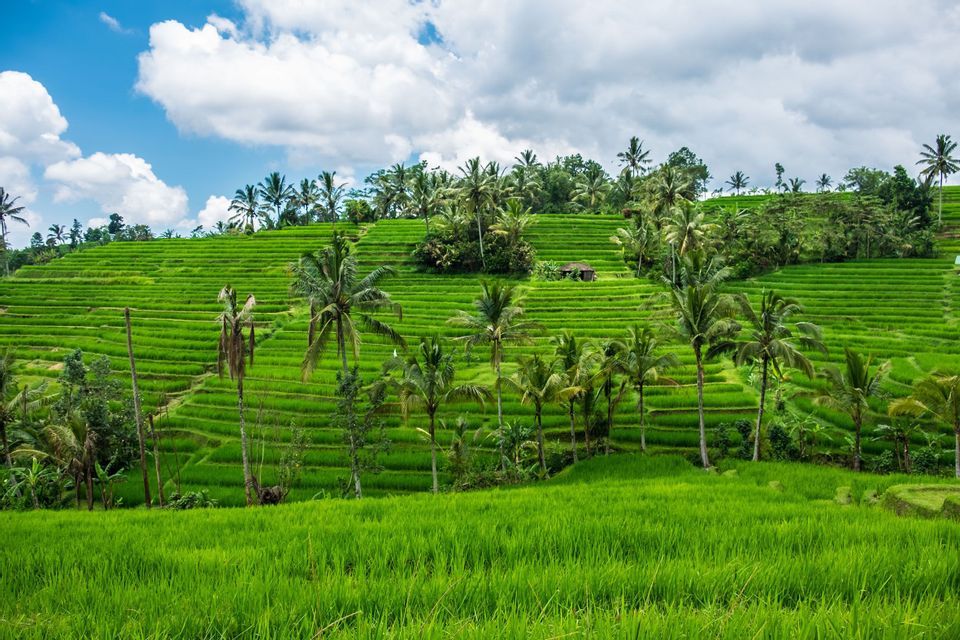 Lush green terraced rice paddies and palm trees cover a hillside under a partly cloudy blue sky.