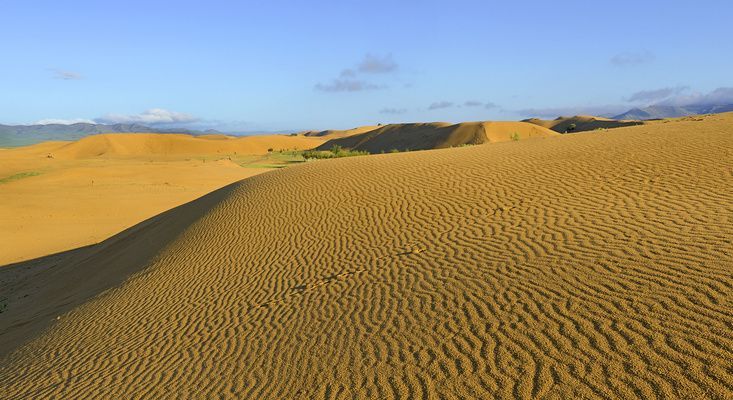 Ondulaciones formadas por el viento cubren la superficie de dunas de arena dorada en un paisaje desértico bajo un cielo azul.