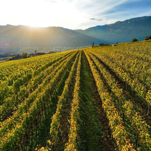 Lange, gepflegte Reihen von Weinreben mit gelben Blättern an einem Hang bei Sonnenuntergang, mit Bergen im Hintergrund.
