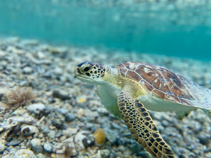Un primo piano di una tartaruga marina che nuota in acque limpide e turchesi sopra un fondale marino ghiaioso.