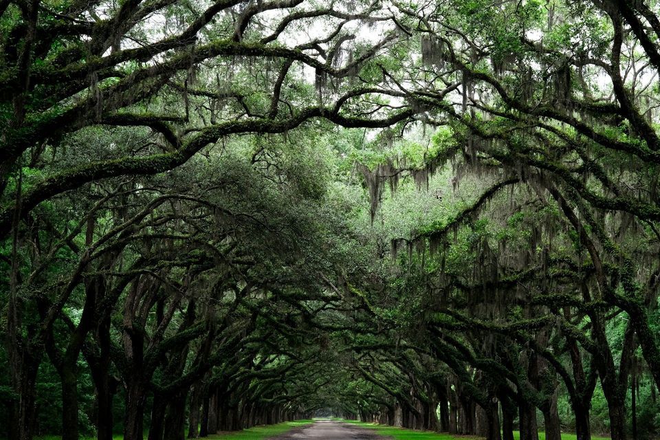 A paved road leads through a natural tunnel formed by large oak trees with mossy, arching branches overhead.