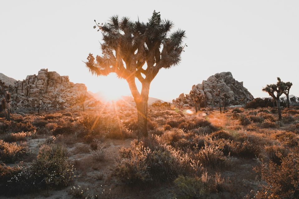 A Joshua tree stands in a desert landscape filled with shrubs and rock formations, backlit by the bright setting sun.
