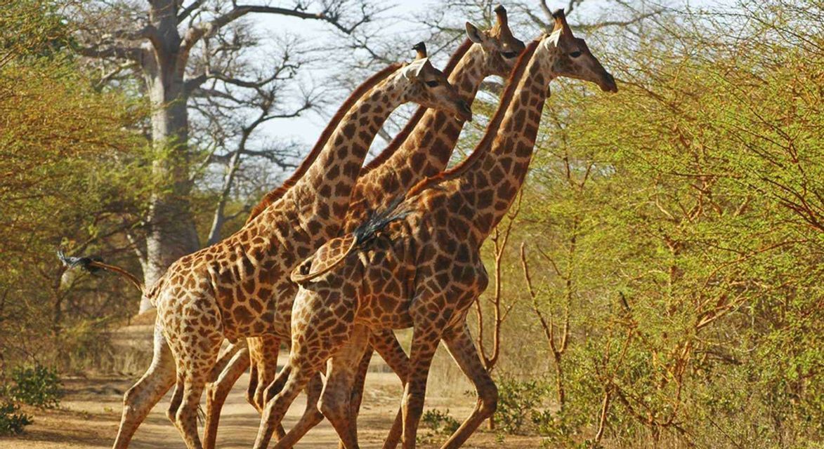 Tre giraffe camminano in fila indiana attraverso un paesaggio di savana, con alberi e arbusti verdi e lussureggianti.