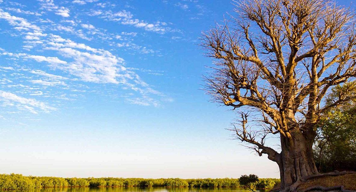 Un grande baobab spoglio si erge sulla riva di un fiume, con una lussureggiante vegetazione verde sulla sponda opposta sotto un cielo azzurro con nuvole.