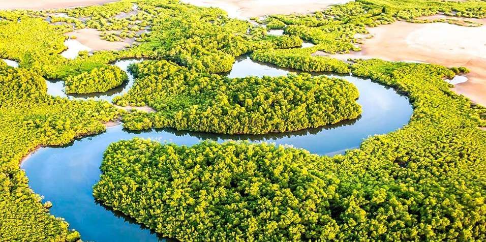 Vista aerea di un fiume che si snoda attraverso una fitta foresta di mangrovie di un verde brillante, circondato da sponde sabbiose.