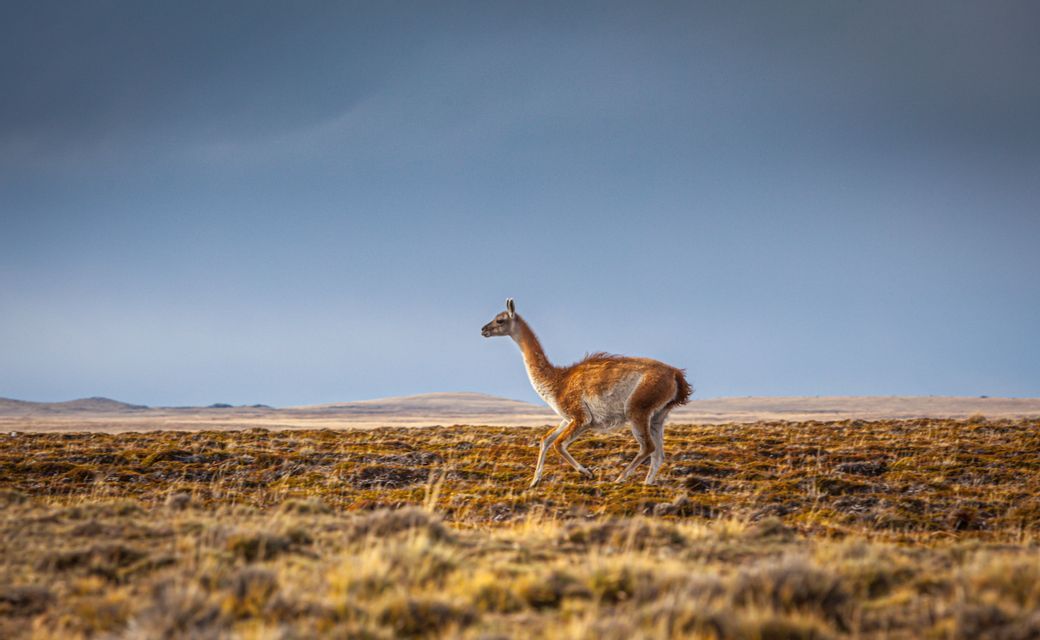 Un guanaco camina por una llanura dorada y herbácea bajo un cielo cubierto.