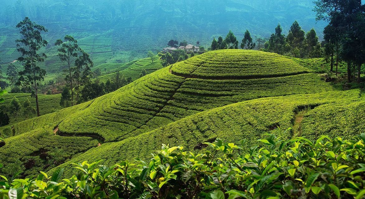 Vista panoramica di vivaci piantagioni di tè verde che coprono colline terrazzate sotto un cielo azzurro e velato.