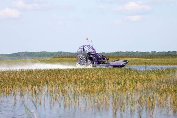 A purple airboat speeds through a marshy wetland filled with tall reeds, kicking up a white spray of water.