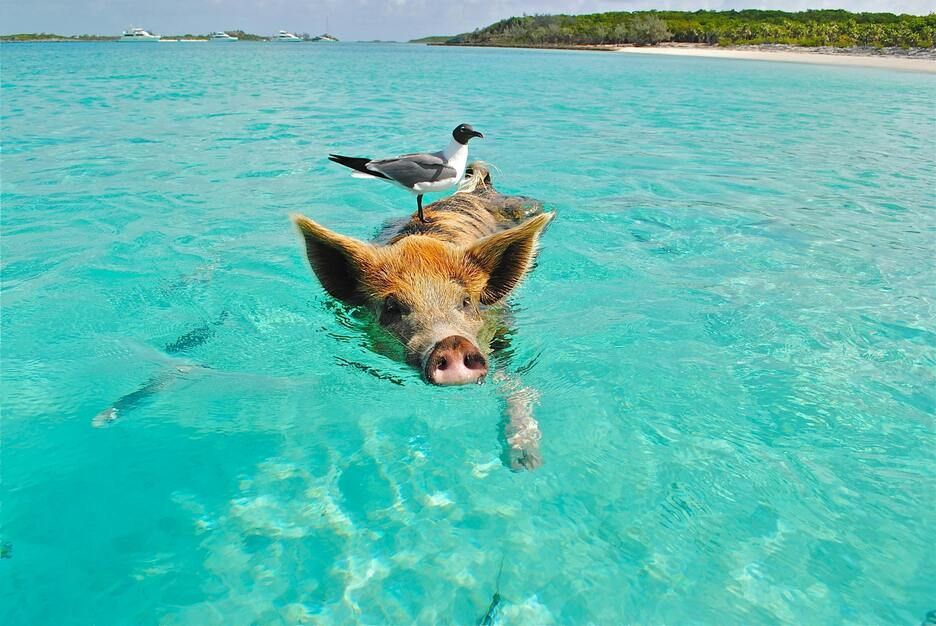 A pig swims in clear turquoise water with a seagull perched on its back, with a sandy beach in the background.