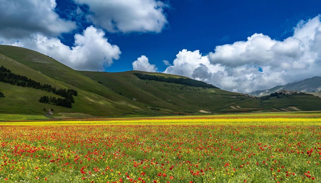 Un vasto campo di papaveri rossi e fiori selvatici gialli fiorisce davanti a dolci colline verdi sotto un cielo azzurro con nuvole bianche e gonfie.