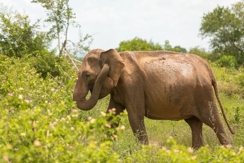 Ein schlammbedeckter Elefant läuft durch ein Feld grüner Büsche mit rosa Blüten, den Rüssel eingerollt.
