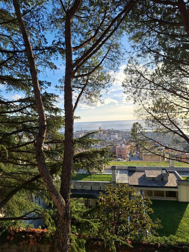 A view of a coastal city and the sea, seen from a high vantage point through the branches of tall pine trees.