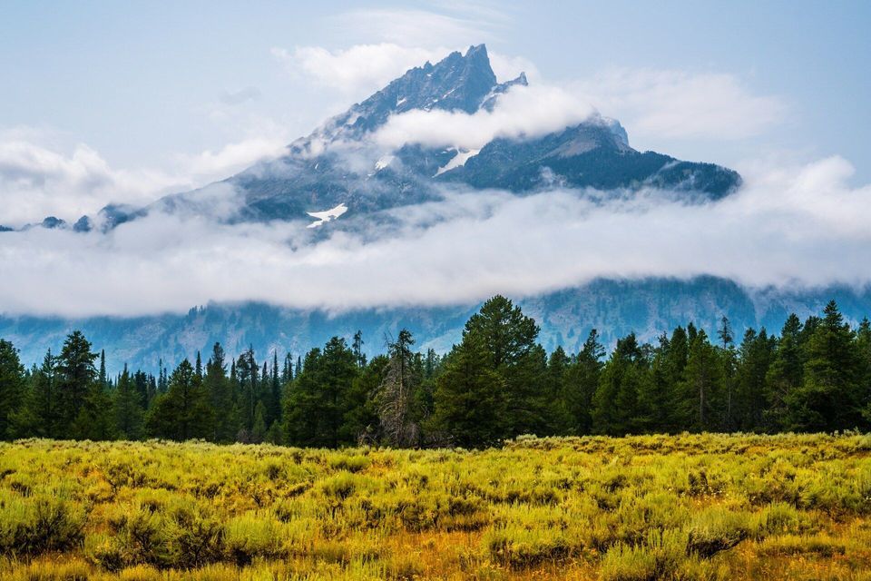 A rugged mountain peak with snow patches rises above a layer of clouds, overlooking a pine forest and a yellow-green field.