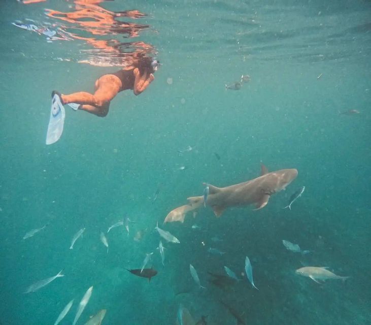 An underwater view of a person snorkeling near the surface, with nurse sharks and other fish swimming below in turquoise water.