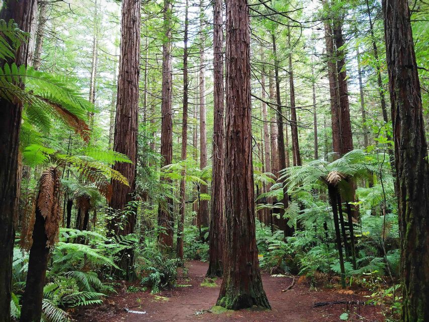 A dirt path winds through a dense forest of tall redwood trees and lush green ferns.