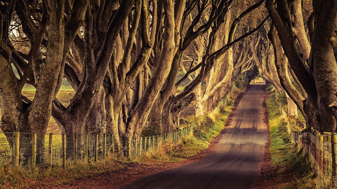 Una strada stretta si snoda attraverso una galleria di grandi alberi con rami nodosi e intrecciati che formano una volta.