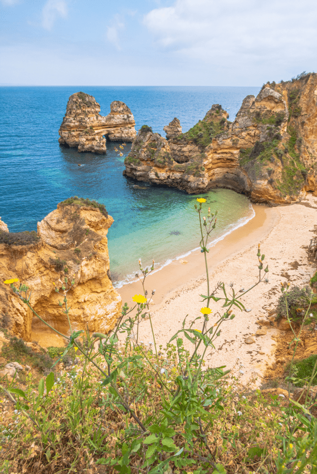 Fiori selvatici gialli su una scogliera si affacciano su una spiaggia sabbiosa appartata in una caletta con acqua turchese e grandi faraglioni dorati.
