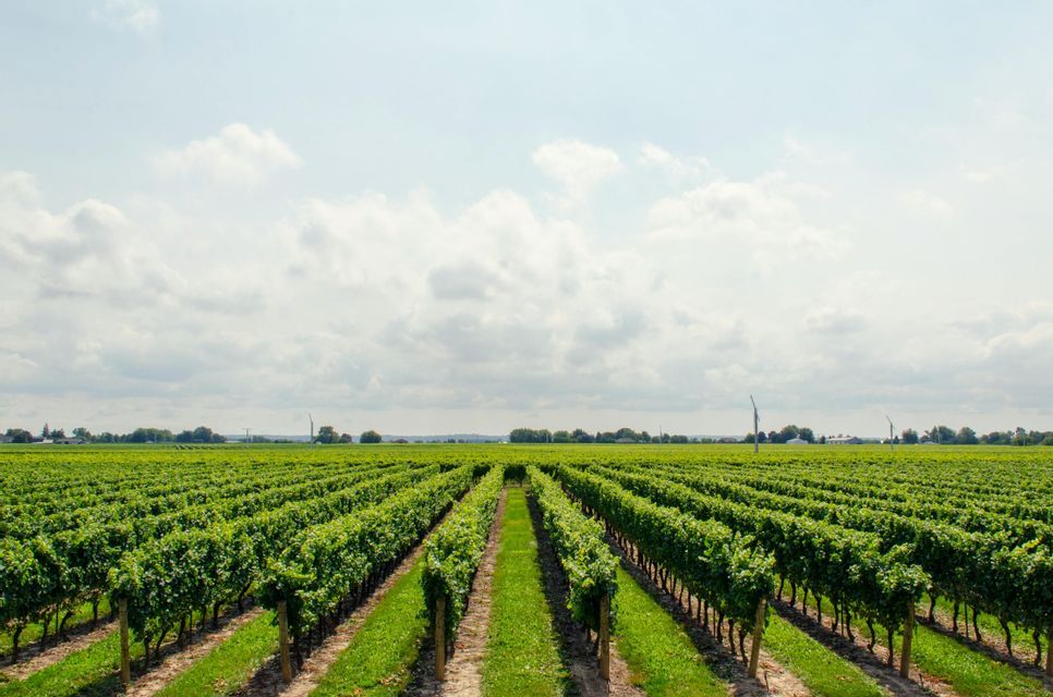 Long, straight rows of lush green grapevines in a large vineyard stretch toward the horizon under a partly cloudy sky.