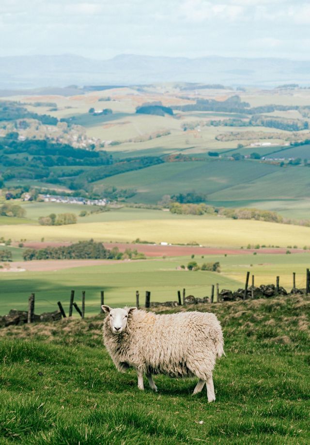 A white woolly sheep stands on a green hill overlooking a vast valley of rolling fields and distant mountains.