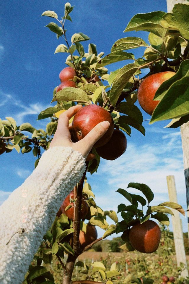 A hand in a white sweater picks a ripe red apple from a tree branch against a bright blue sky.