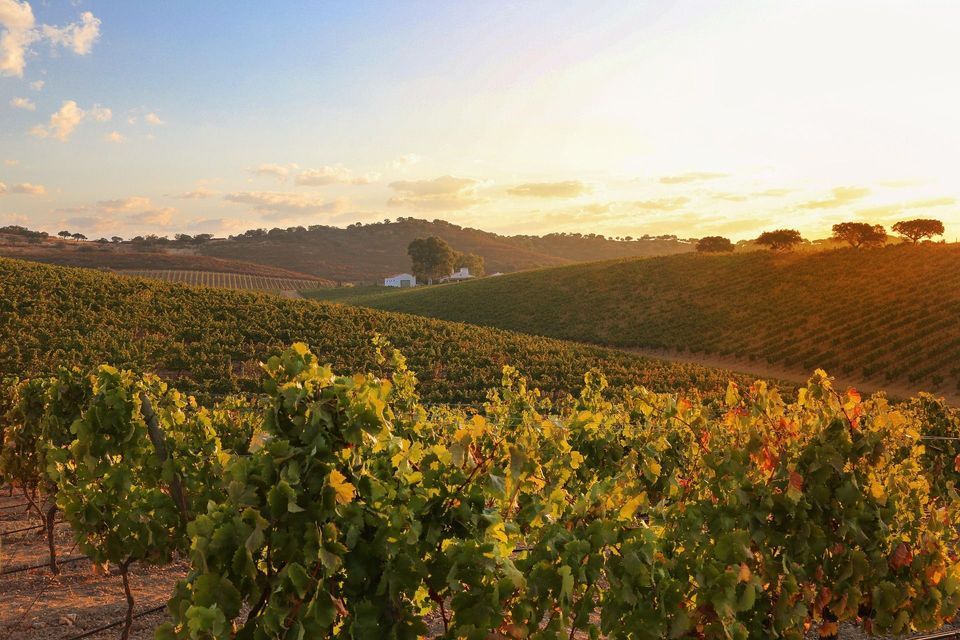 Sole dorato illumina dolci colline ricoperte di vigneti, con un edificio bianco in lontananza.