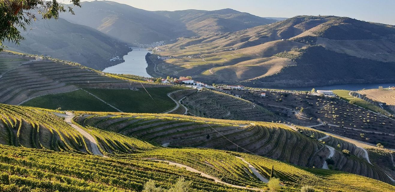 Vigneti a terrazze su dolci colline si affacciano su un ampio fiume che serpeggia in una valle sotto un cielo soleggiato.