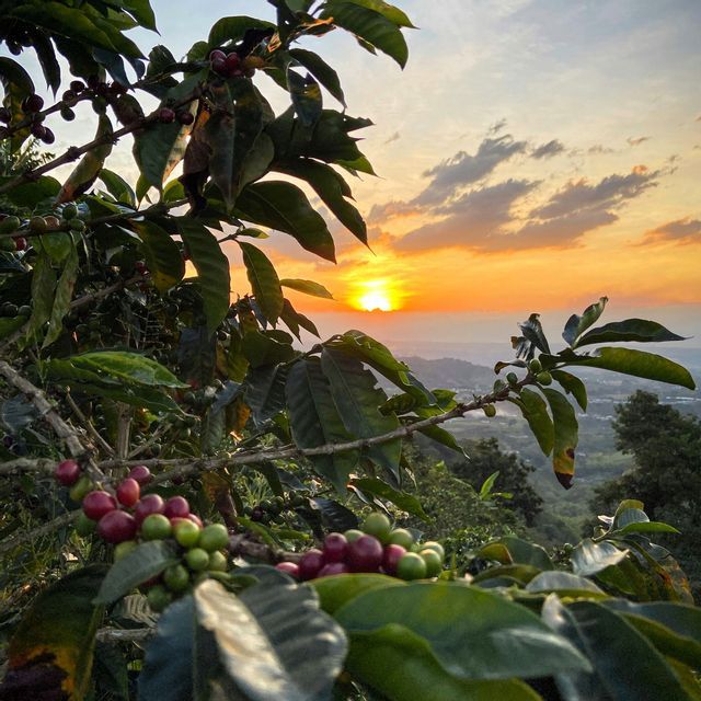 Nahaufnahme von grünen und roten Kaffeekirschen an einer Pflanze, mit einem Sonnenuntergang über einer hügeligen Landschaft im Hintergrund.