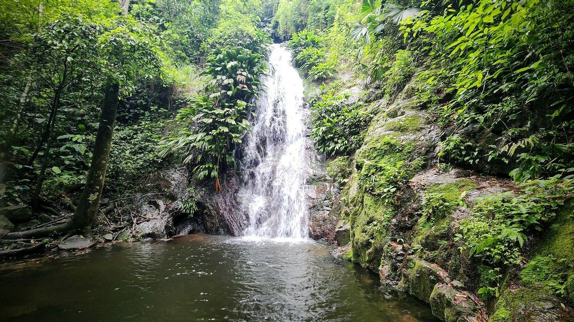 Ein Wasserfall stürzt eine moosbewachsene Felswand hinab in ein natürliches Wasserbecken in einem üppig grünen Dschungel.
