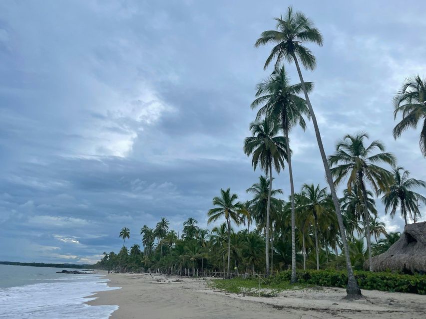Hohe Palmen säumen einen Sandstrand, während Wellen des Ozeans unter einem bewölkten Himmel ans Ufer schlagen.
