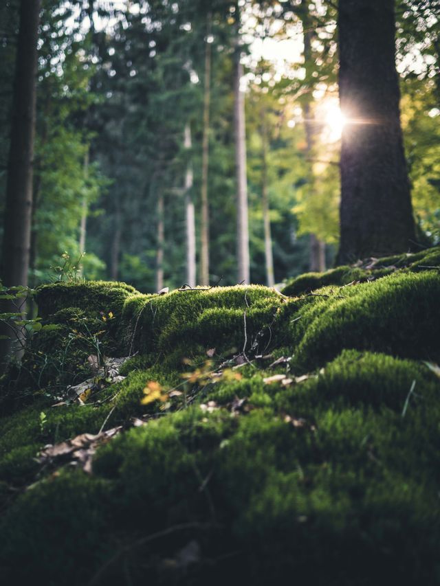 Una ripresa ravvicinata e dal basso di un sottobosco ricoperto di muschio, con il sole che filtra tra alberi alti e sfocati.