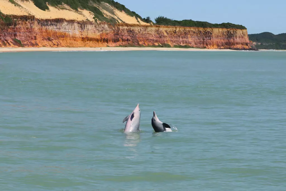 Zwei Delfine tauchen im blaugrünen Wasser auf, mit einem Sandstrand und großen, farbenfrohen Klippen im Hintergrund.