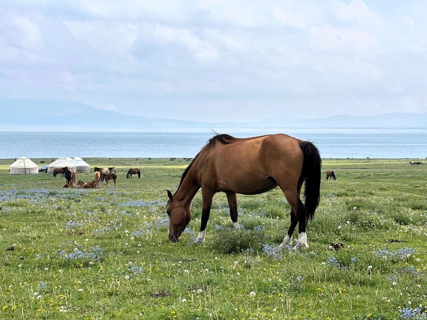 Un cheval brun broute dans une prairie luxuriante de fleurs sauvages, avec des yourtes et un grand lac en arrière-plan sous un ciel nuageux.