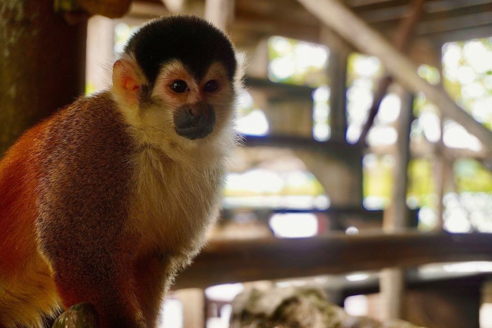 A close-up of a squirrel monkey with an orange-brown body and black fur cap, looking directly at the camera.