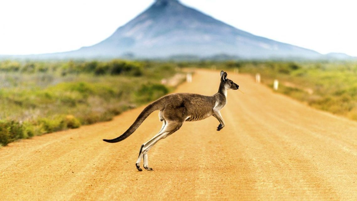Ein Känguru hüpft über eine breite, sandige Schotterstraße mit einem großen Berg im Hintergrund.