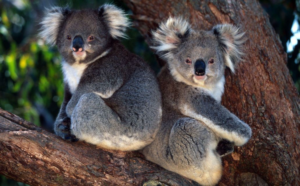 Zwei graue Koalas mit flauschigen Ohren sitzen nebeneinander auf einem dicken Ast.