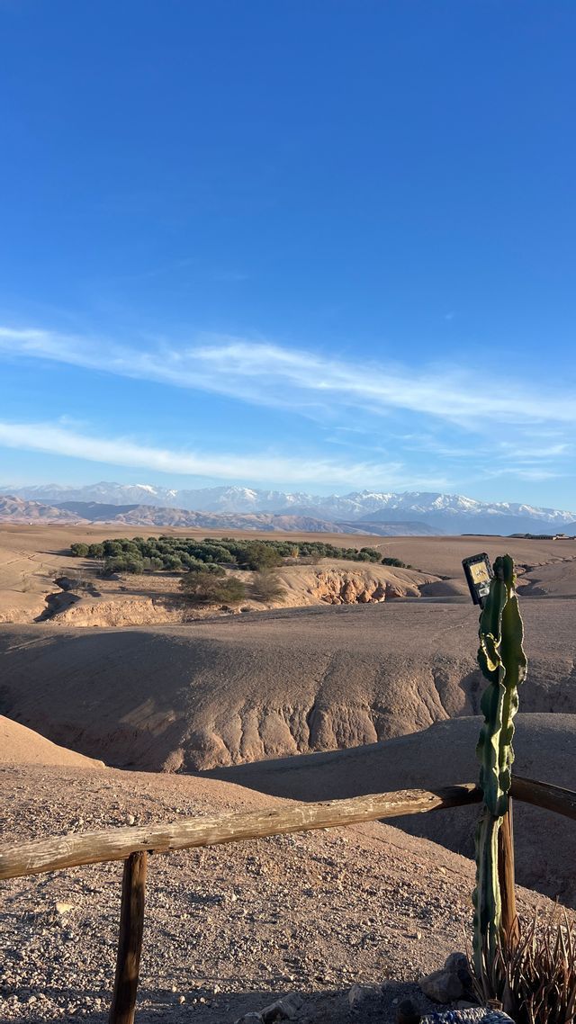 A smartphone is perched on a cactus, overlooking a vast desert landscape with snow-capped mountains in the distance under a blue sky.