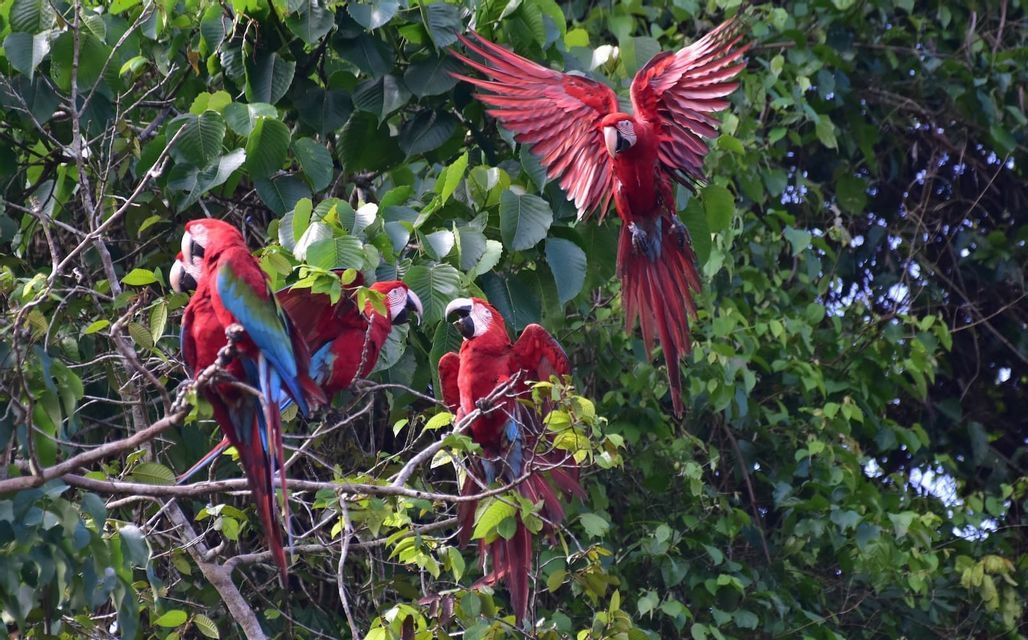 Una guacamaya roja vuela con las alas extendidas sobre otras guacamayas posadas en las ramas de un exuberante árbol verde.