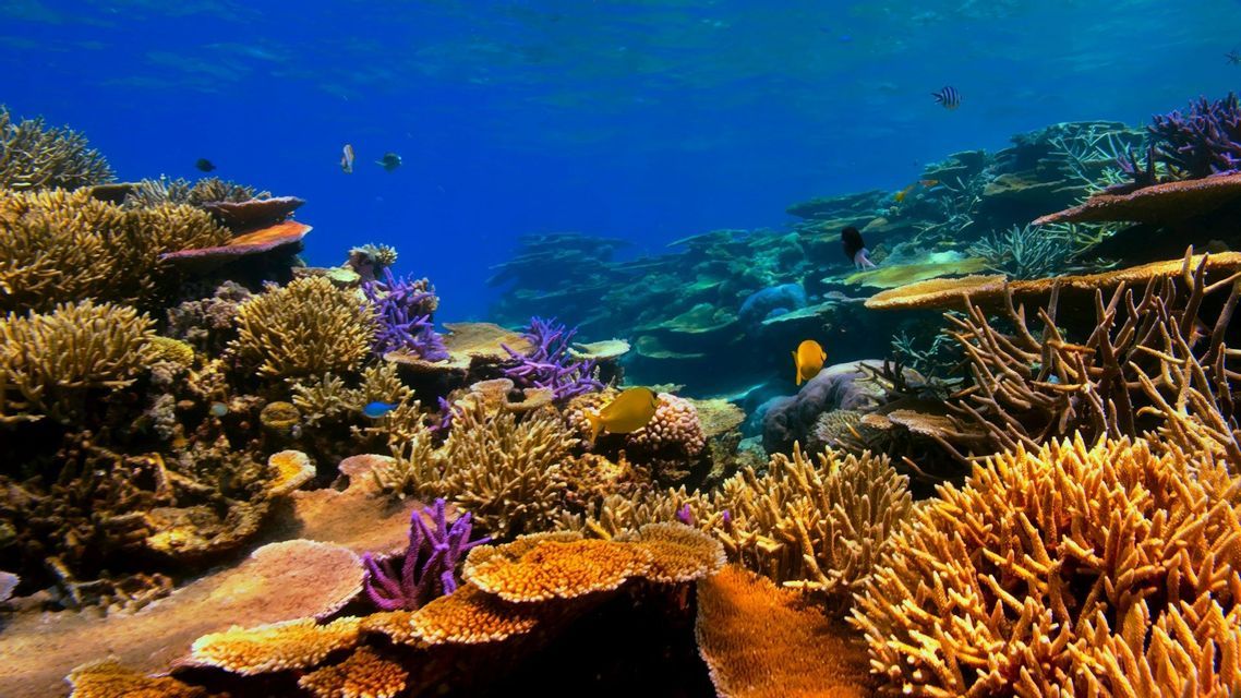 Una vista subacquea di una colorata barriera corallina con formazioni gialle, viola e arancioni, e vari pesci che nuotano nell'acqua blu.