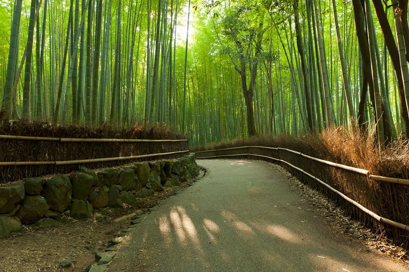 Un sentiero lastricato si snoda attraverso una fitta foresta di bambù verde, con la luce del sole che proietta ombre sul terreno.